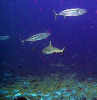 Fakarava Tuna and Shark